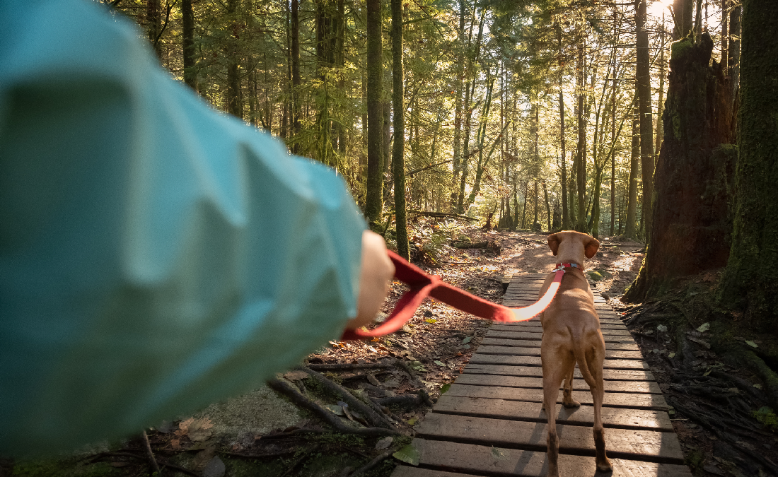 Dog on trail pulling at leash